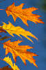 Herbstblätter Amerikanischer Spitzeiche