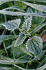 30460_ Kleine Brennessel grüne Blätter in Rauhreif-Kristallen am Boden, Leaf in Hoarfrost 