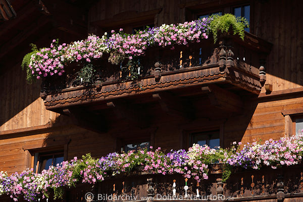 Balkonblumen lila-blau Bltenpracht Hauswand-Dekor Blumenksten