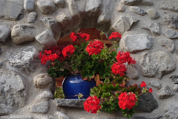 Steinwand Dekorfenster blauer Topf mit roten Blumen