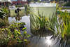 911474_ BUGA Schwerin Foto: Groaquarium Wasserpflanzen, Schilf an Wassersulen mit Fischen vor Kchengarten