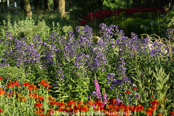 Blumenfelder, Blaublten in Rotblumen, Grnbltter, Waldrand Naturgarten, IGS Wilhelmsburg
