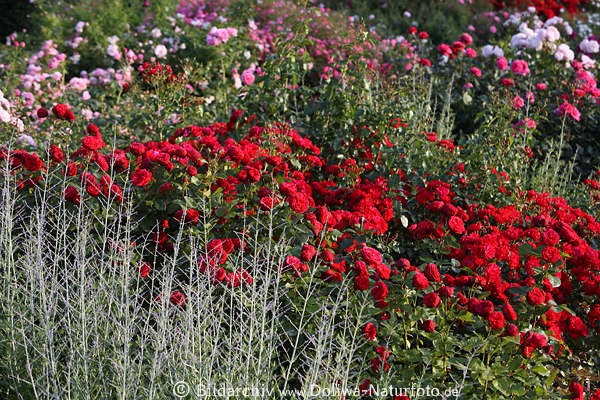 Gartenschau Blumenfeld, rote Rosen, helle Grser, Grnbltter, Wilhelmsburg, IGS Hamburg