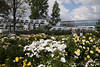 1302567_IGS Gartenschau Monorail Zug Wagons Foto ber Blumenrabatten weiss-gelb Rosenfelder fahren
