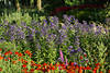 1302633_IGS Bild: Blaubltenfeld hinten & vorn Rotblumen in Grnbltter am Waldrand  Foto Naturgarten in Wilhelmsburg