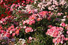 1302635_IGS bunte Rosenbeete Bild farbige Bltenvielfacht Blumenpracht Foto von Gartenschau in Hamburg