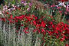 1302658_IGS Blumenfeld Bild: rote Rosen hinter hellen Grser in Grnbltter Foto von Gartenschau in Wilhelmsburg