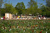 1100306_ Feldpark grne Obstbaumwiese Foto: Norderstedts Gartenschau bunte Blumen in Frhlingsblte