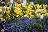1100330_ Bunte Blumenfelder Frhlingsblten blau-gelbe Flora Foto auf Norderstedter Gartenschau