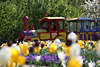 1100338_ Elfen-Express Bilder, Frühlingsfahrt vorbei an Blumenflora buntes Blütenfeldes in sonnigen Grün