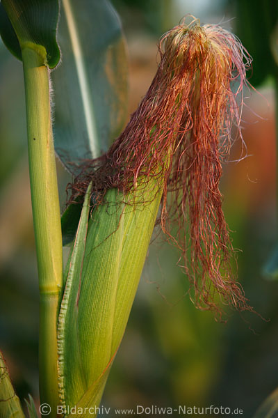 Mais Bilder (Zea mays) Getreide Frucht grne Maiskolbe mit Rot-Mhne reifend in Maisfeld Bltter