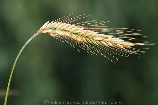 Getreidehre Grofoto: Brotgetreide Sgrserart, Roggenhre Grannen geneigt hngend Makrobild