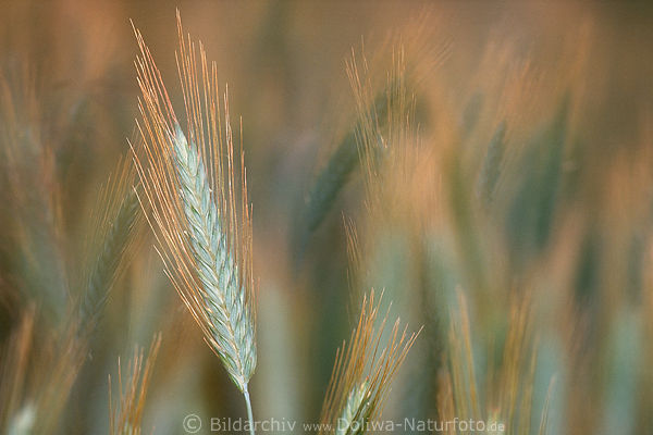 Roggen hrenfeld in Bewegung Foto: Secale cereale Getreidegrannen Grserhren plastisch, verwischt