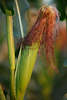 001005_ Mais Bilder (Zea mays) Getreide Frucht, grne Maiskolbe mit Rot-Mhne reifend in Maisfeld Bltter