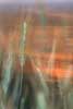Kornhren des Roggens am Rothimmel Foto verwischt nach Sonnenuntergang abstrakt Art Bewegungsspuren