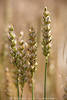 Weizenhren Nahfoto dicke Krner Getreide reifende Samen Aufnahme hochstehend im Kornfeld