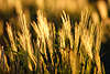 701854_ Getreide Krnerfrchte Feld im Gegenlicht Abendsonne, Getreidehren Granen in Sonne