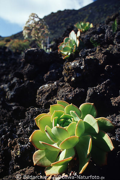 Aeonium Kaktus wchst auf Lava schwarzer Schlacke