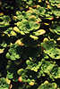 1472_Dickblattgewächse dichte Bodenpflanzen photos bei La Tosca, La Palma Wildblumen Fettpflanzen kleine Kaktusart