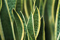 2055_ Kakteen Blattgebüsch Florafoto Kaktus abstraktes Bild Strukturen Kurven Formen Fettpflanze