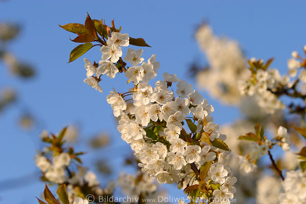 Kirschbl�ten Romantikfoto: schneeweisse Blumenzweige Fr�hlingsbild in Abendlicht