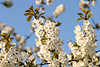 Kirschbaumblten schneeweisse Zweige Kirschbltchen Frhlingsblhen in Nahbild