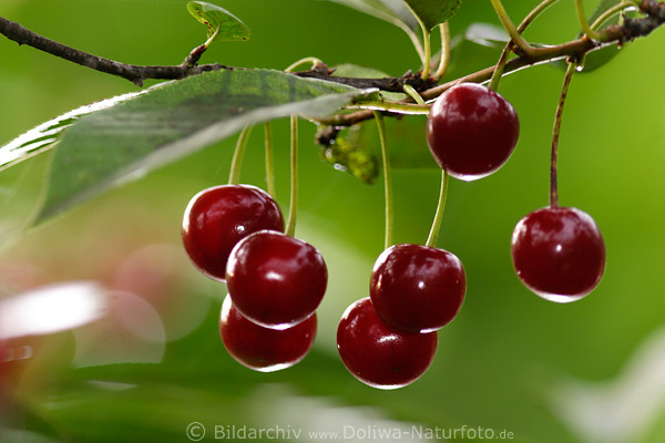 Rote Kirschen Glanz im Grnen Rotobst Foto reife Rundfrucht am Zweig Prunus cerasus