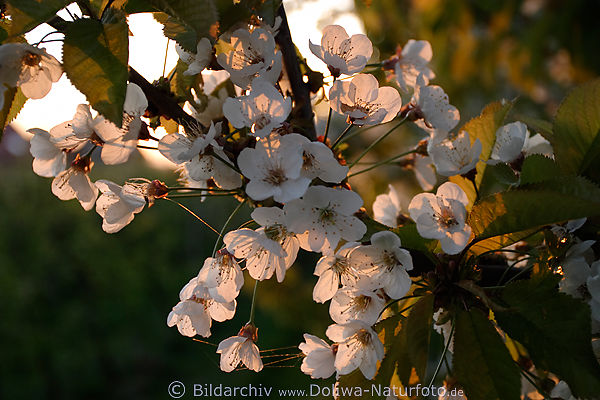 Kirschbaum-Blten in Gegenlicht-Bild Frhling-Kirschblte Naturfoto in Sonnenschein