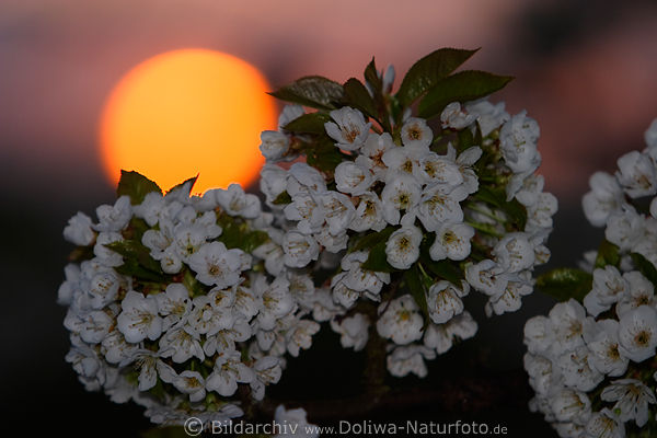 Kirschblüten vor Sonnenball orange Farbe am Rosahimmel Obstblüte Romantik in Frühling