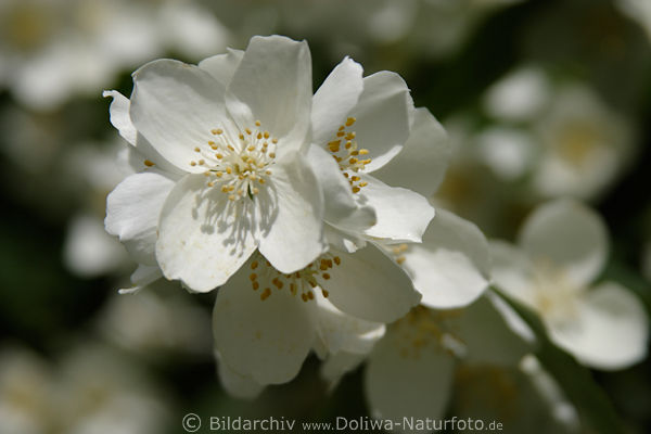 Kirschenblten Makrobild in Frhling, Kirschblttchen Frhjahrsbild am Kirschbaum, weisse Bltezeit