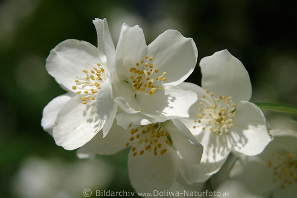 Kirschenblten Makro Bilder in Frhling, Kirschblttchen Dolden weisse Blten Florafotos