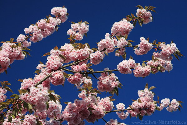 Kirschenblten-Foto Japanische Zierkirsche Prunus japonica rosarot Bltenzweige am Baum