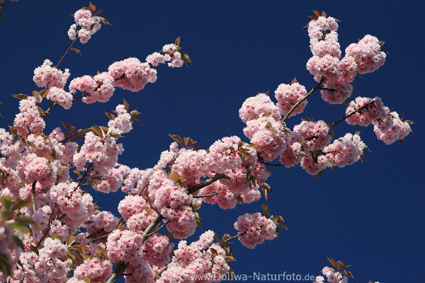 Japanische Zierkirsche rosarote Blten am Zweig Frhlingsfotografie blhendes Kirschbaum