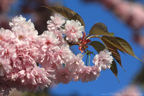 Zierkirschenbltenzweig Frhlingsbild rosarot blhend Japanische Kirsche zarte Farben