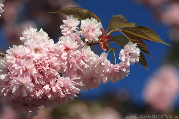 Kirschblte-Foto rosa Zierkirschen Frhling-Design blhender Baumzweig Florabild