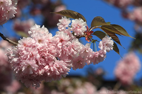 Kirschblte-Bild Frhling-Design rosa blhender Baumzweig Zierkirschen Florafoto