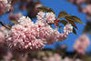 Kirschblte-Bild Frhling-Design rosa blhender Baumzweig Zierkirschen Florafoto
