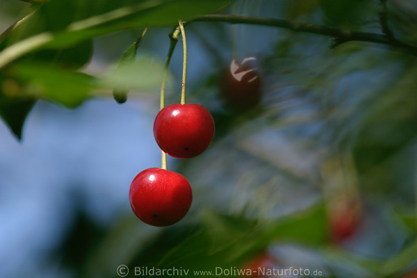 Sauerkirschen-Paar rotes Kernobst reifend am Baum hngen in Bttern