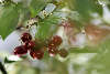 46508_ Rote Kirschen Foto in Blattgewirr am Baum hngen, hell grne Bltter, Kirschgruppe glnzend am Zweig