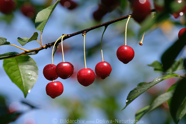 Kirschen rote Frchte nass am Baum Foto vor Blauhimmel, Kirschbaum reifes  Obst