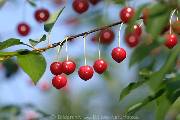 Red cherry sweet fruits on tree, fruittree photo, ripe cherries nature, food picture ripening