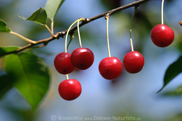 Kirschen Reife Frchte Foto baumeln am Kirschzweig hngen Bild am Blauhimmel