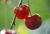 Sauerkirschen Obst Grossbild am Baum reife Rotfrchte Fotodesign rote Kirschen