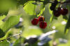 Kirschen Obst Fotodesign in Blättern Gegenlicht Reflexe um Rotfrüchte Grünblatt hängen in Bild