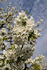 Weisse Kirschblüte Foto vor Himmelsblau Frühjahrsblüte Bild & Frühlingsgefühle