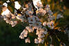 Kirschbaum-Blütenzweig in Gegenlicht-Bild Frühling-Kirschblüte Naturfoto in Sonnenschein