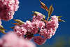 Japanische Zierkirschen rosarot Blüten am Himmelsblau Frühlingsblühen Prunus serrulata