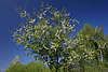 801838_ Weisse Frühlingsblüte am Traubenkirschenstrauch Foto, Prunus padus Kirschbaum Blütenkätzchen