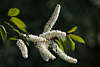 801845_ Traubenkirschen Foto, Zweig grüne Blätter & weiße lange Blütentrauben Blütenkätzchen in Frühling