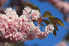 Zierkirschenblütenzweig Frühlingsbild rosarot blühende Japanische Kirschenart Blütezeit-Farben